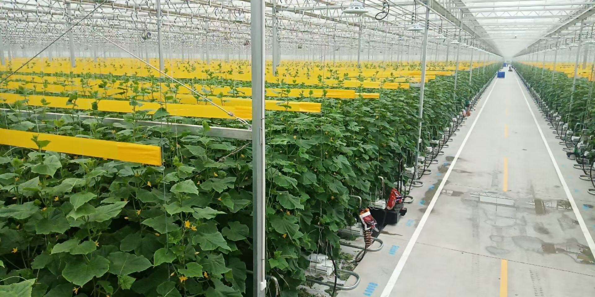 专业实验室对小黄瓜进行农药残留定量检测过程,体现科学监管手段 实验室技术人员正在使用液相色谱仪对小黄瓜样本进行农药残留检测,操作台上有试管、移液器和电脑显示屏显示分析曲线