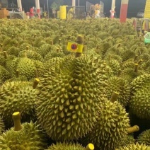 泰国金枕榴莲一手货源长期供应可视频看货包上车运费自