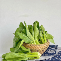油菜/上海青/山东上海青/山东小油菜/全国发货