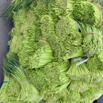 邳州红帽蒜苔大量上市了