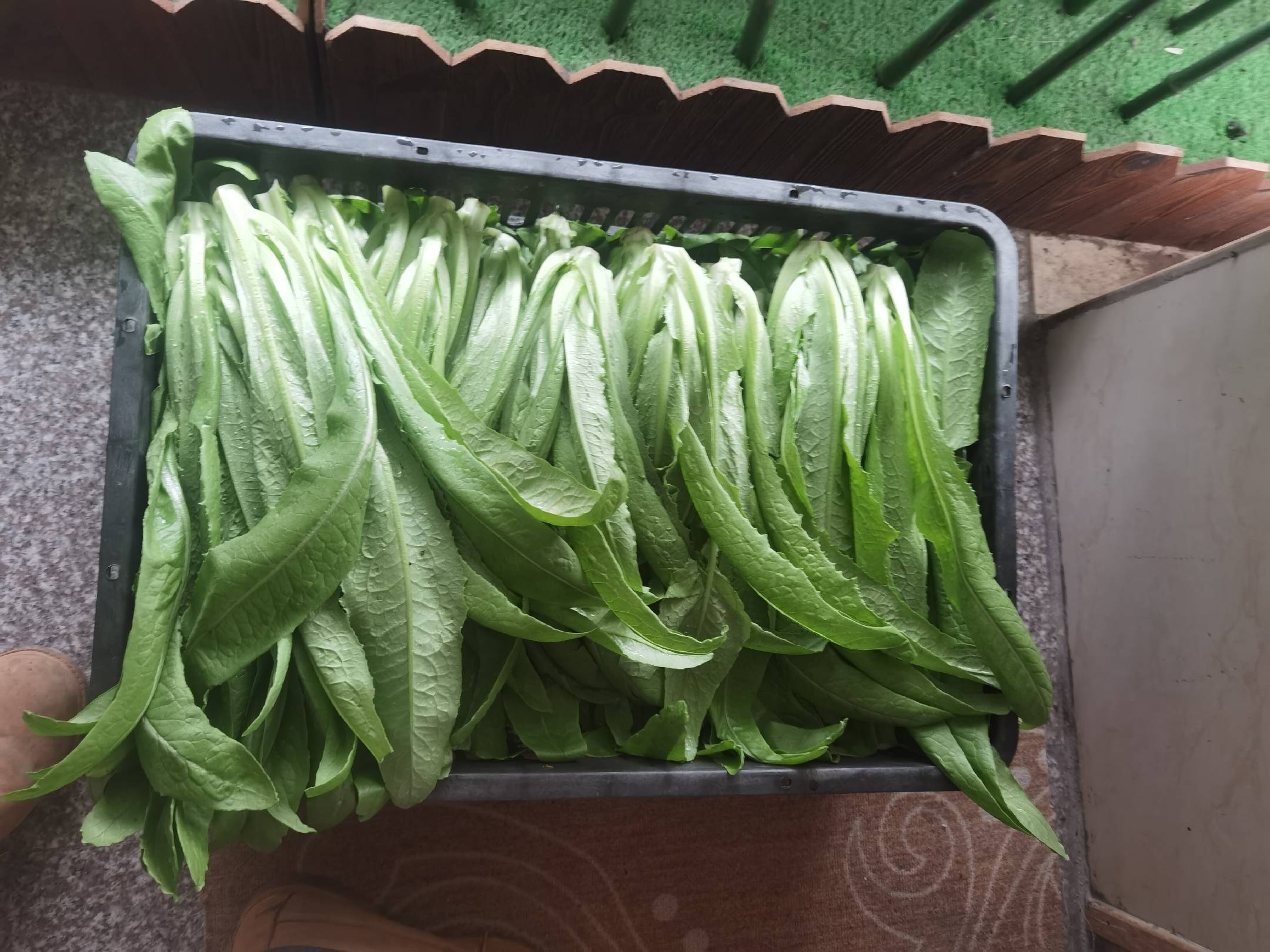 成品图：油麦菜与青菜炒制完成装盘