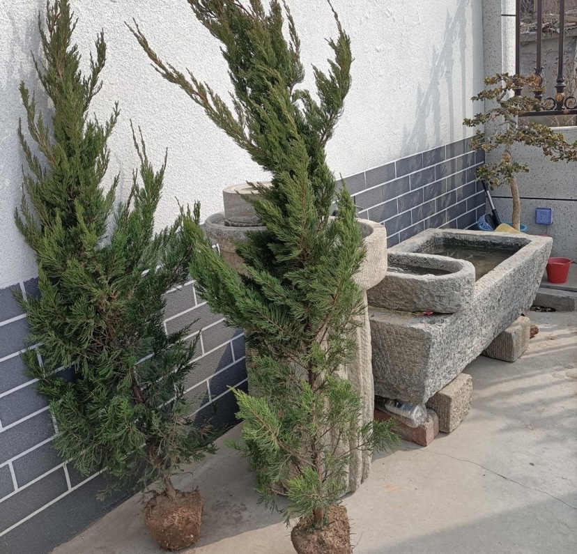 龙沙宝石在庭院中的应用
