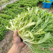 精品绿叶苦菊