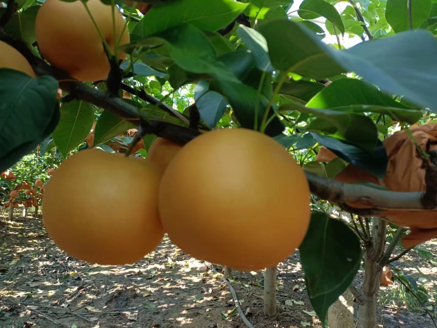 秋月梨果园实景