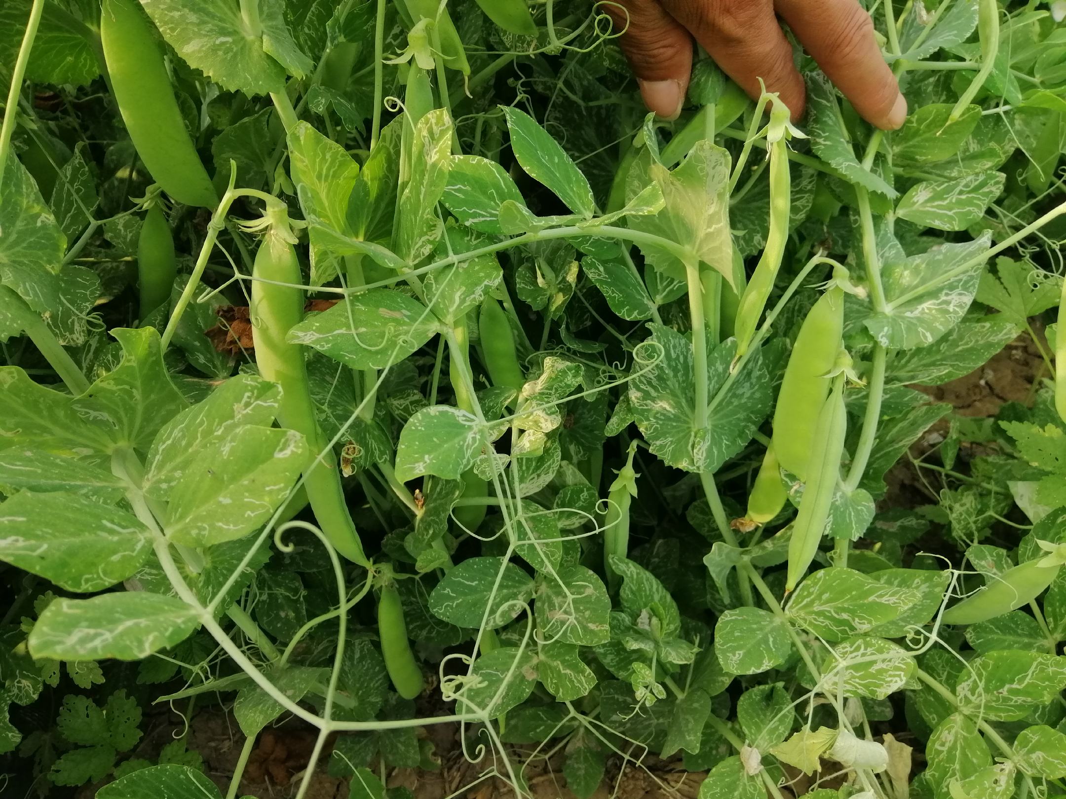 豌豆田间种植图