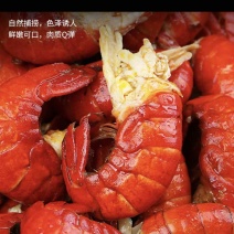 特大号虾尾3斤/20斤一件活虾鲜剥，连云港发货