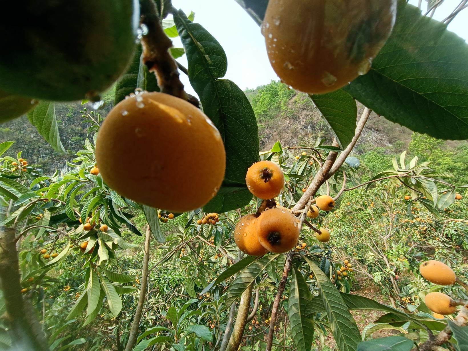 图中展示一片成熟的枇杷果园,枝头挂满金黄色的枇杷果实,阳光透过树叶洒在果实上,呈现出丰收的景象 枇杷果园实景图