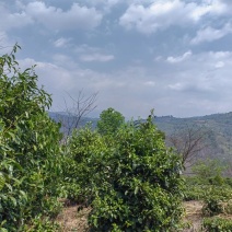 茶叶，