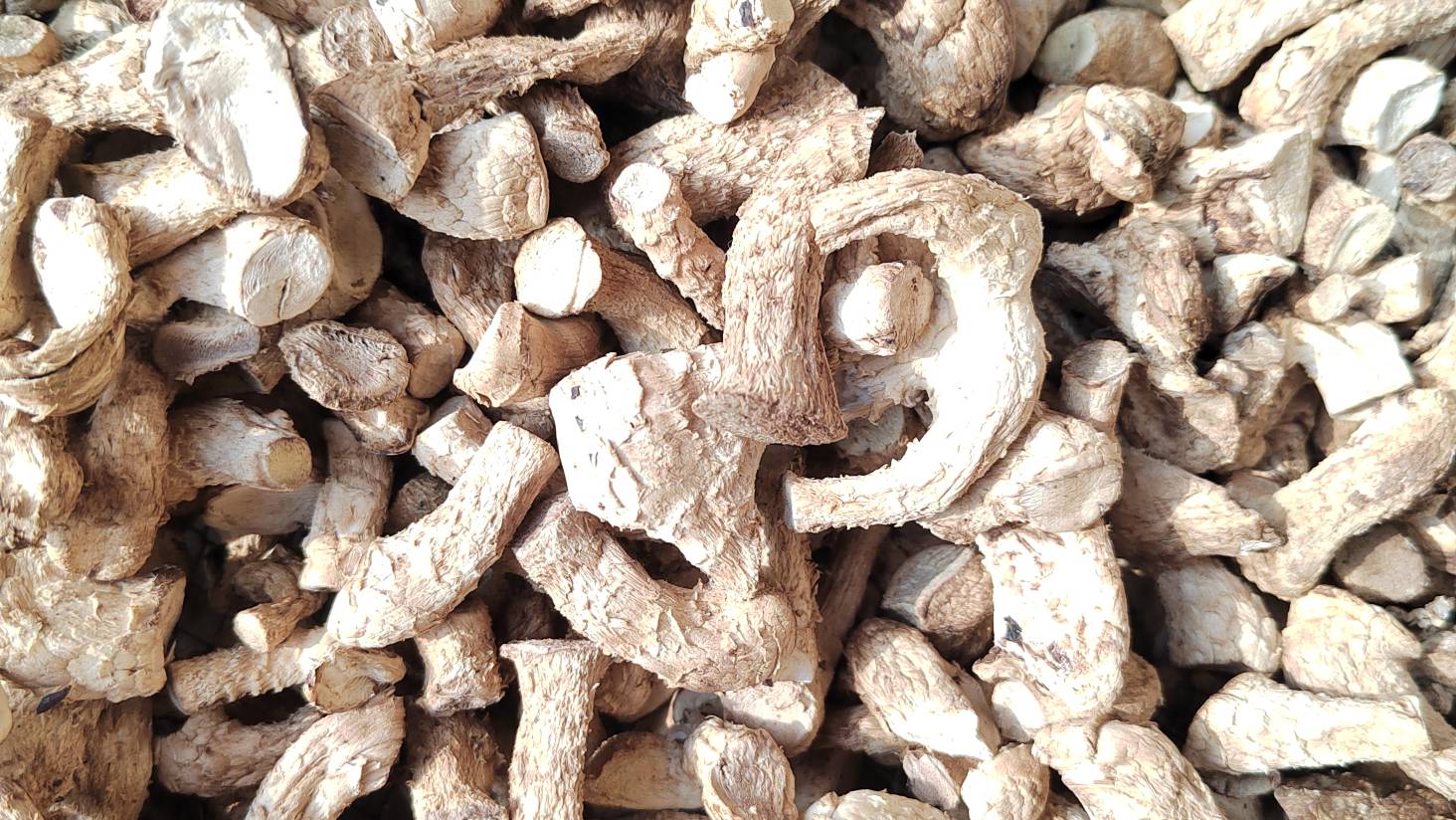 干香菇与鲜香菇实物对比:直观展示脱水导致的体积缩小与颜色加深,凸显嘌呤浓度差异 干香菇与鲜香菇实物对比图,左侧为棕褐色厚肉质干香菇(直径4–6cm,表面龟裂明显),右侧为浅褐色伞状鲜香菇(直径5–8cm,菌盖湿润有光泽),两者并排置于竹编托盘上,背景为木质厨房台面