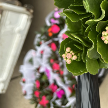 长寿花四季开花带花苞发货