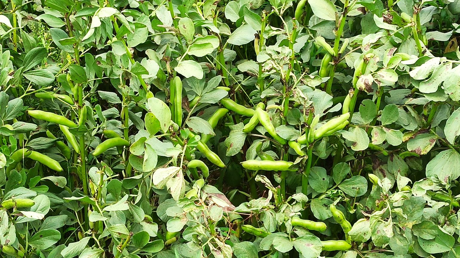 蚕豆植株与新鲜豆荚特写