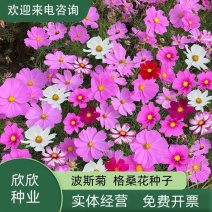 格桑花种子波斯菊种子四季草花籽孑盆栽庭院种植花海组合打造