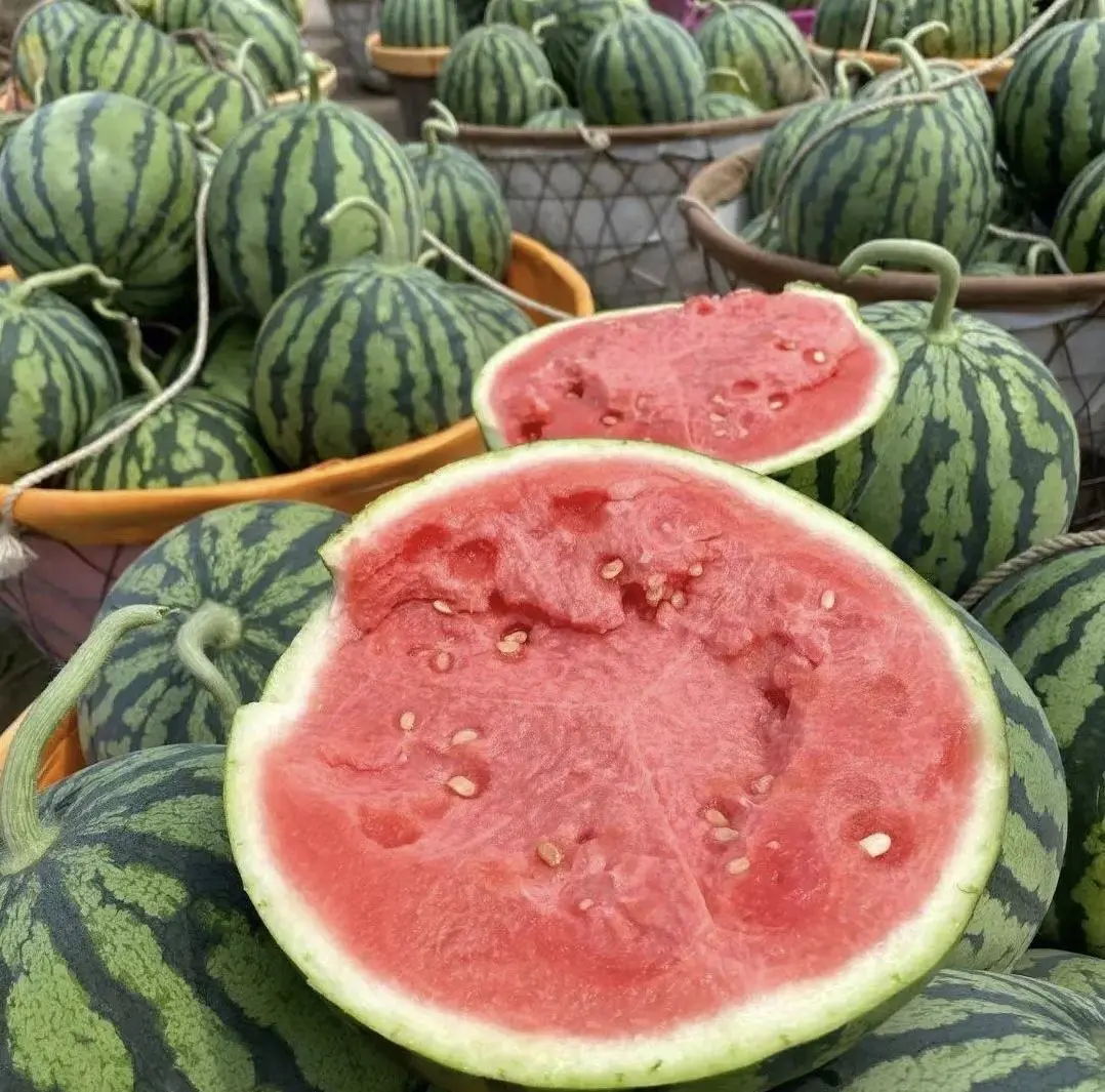 西瓜流红水与成熟度关系图示