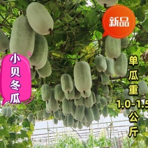 早熟瓜多重约1.2～1.5公斤小贝冬瓜种子口感粉甜