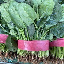 本地精品菠菜，本地大量大叶菠菜，精品优质。