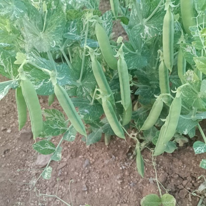 当前位置:>全国行情>长寿仁豌豆价格行情>河南长寿仁豌豆产地行情>420