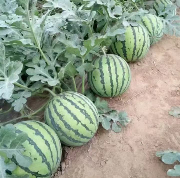 成熟西瓜切面对比图