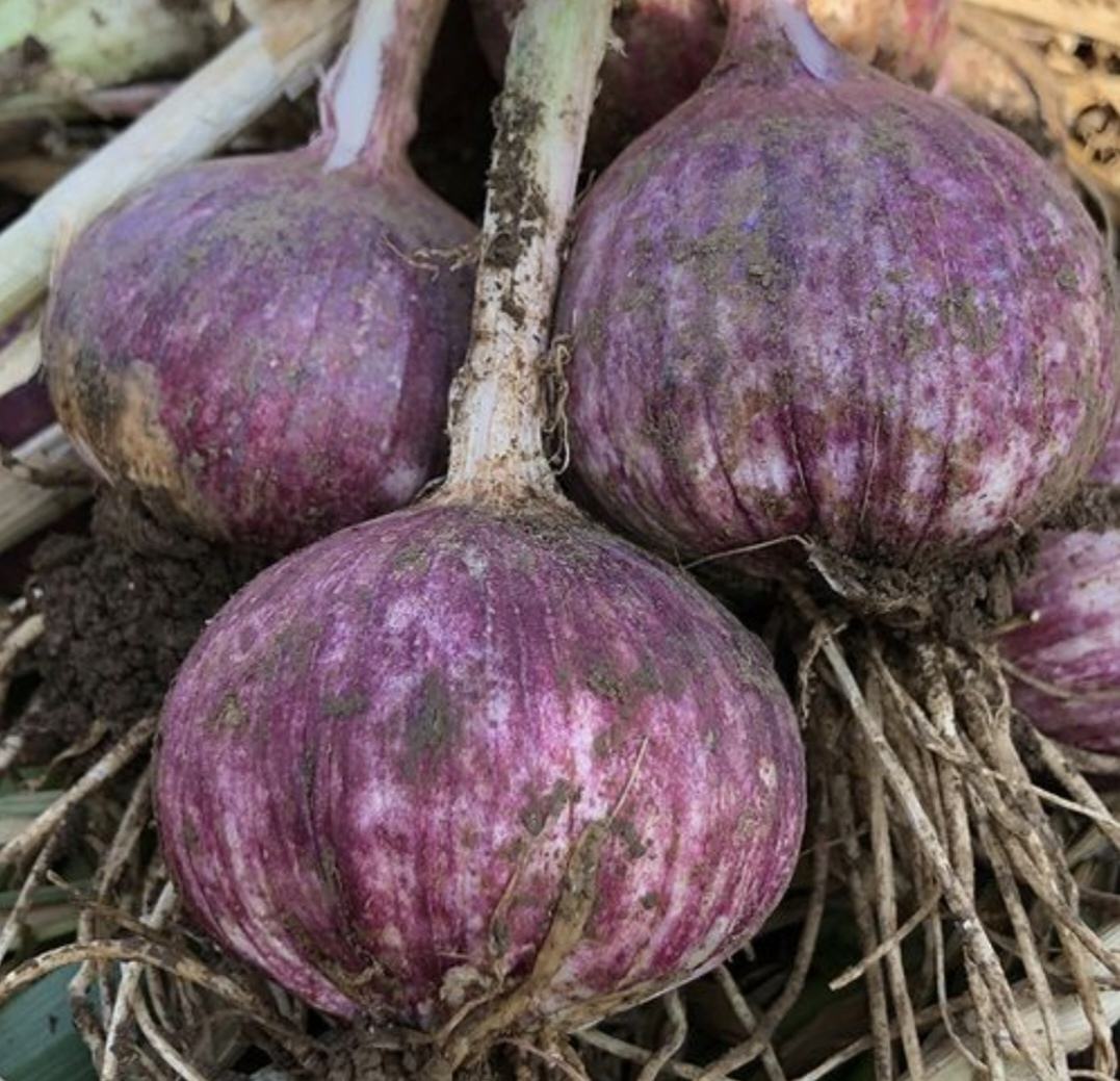 新鲜采摘的小红蒜根,带有泥土痕迹,外皮呈深紫红色,鳞茎呈卵圆形,顶部有干枯茎秆残留,底部可见须根痕迹,整体饱满无破损 小红蒜根特写