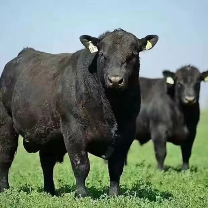 安格斯牛价格行情