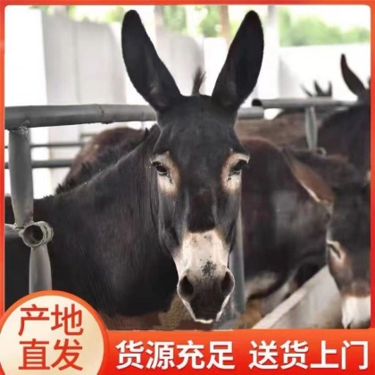 驴苗价格行情