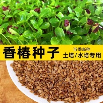 红油香椿种子速生香椿种籽四季易种红叶香春芽菜蔬菜种孑