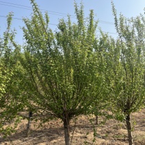 江苏榆叶梅，各种规格榆叶梅，苗圃供应，保质保量