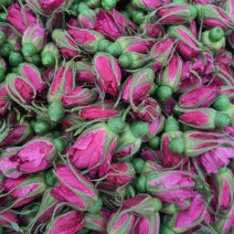平阴玫瑰鲜花蕾