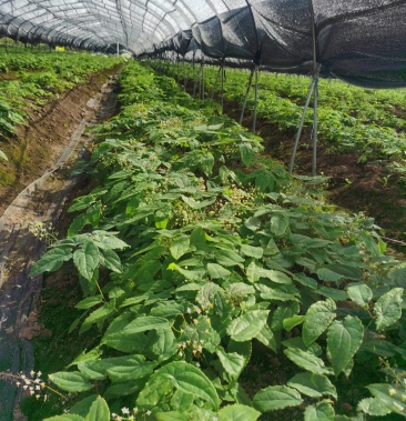 00元/斤 - 一亩田