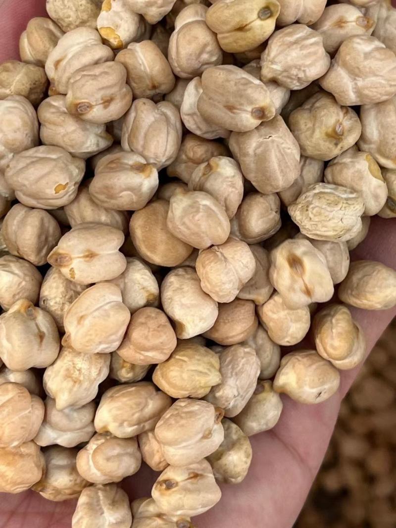 大颗粒鹰嘴豆批发天麻子五谷杂粮豆类天山奇豆