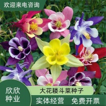 耧斗菜种子大花重瓣四季不断开花多年生阳台室外庭院花猫抓花