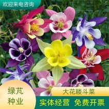 重瓣耧斗菜种籽子猫爪花四季易种冬季阳台盆栽室外庭院春秋播