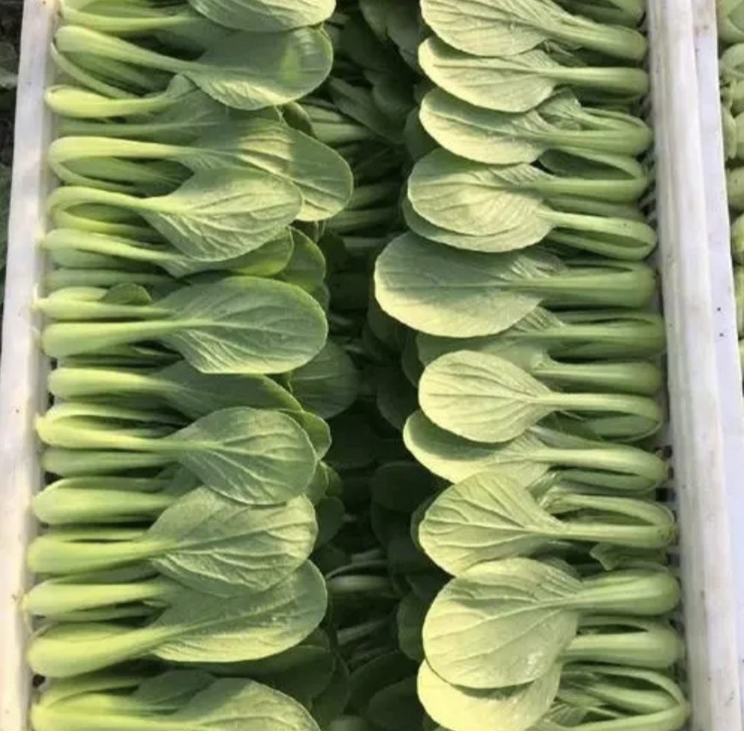 三种白菜在市场销售场景中的对比图
