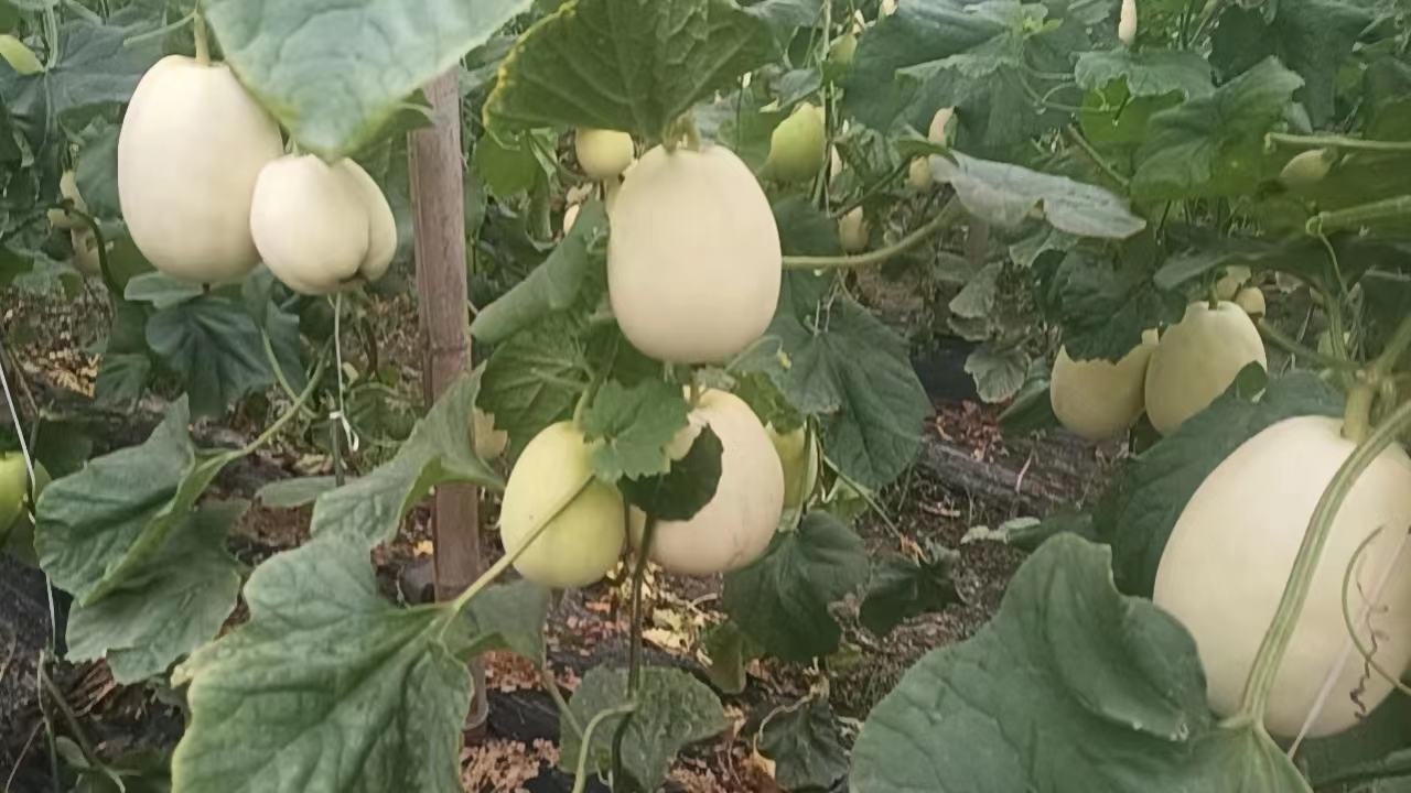 星甜24甜瓜的整体外观