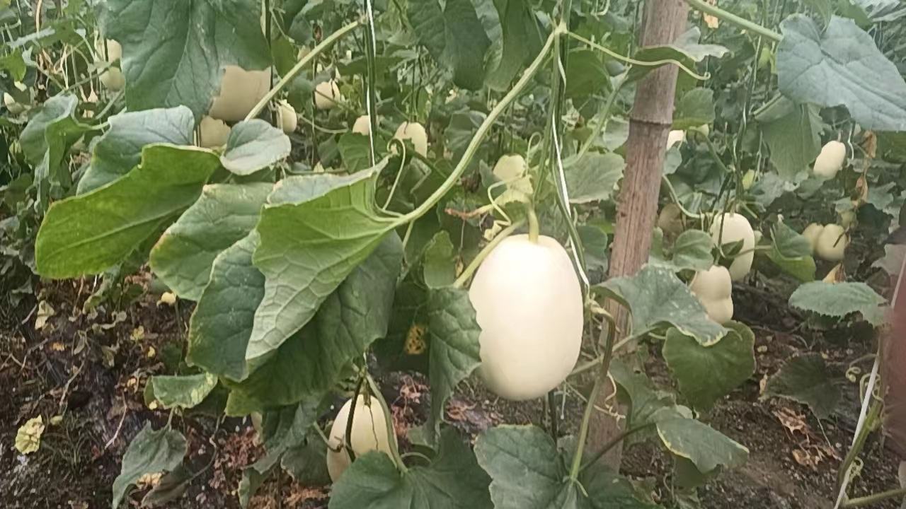 一排整齐生长的星甜20甜瓜植株,叶片宽大浓绿,藤蔓粗壮,部分植株已挂果,果实呈圆形至高圆形,表皮初现浅黄底色,覆有细密网纹,生长环境为现代化温室,土壤疏松,滴灌系统清晰可见 星甜20甜瓜植株生长状态