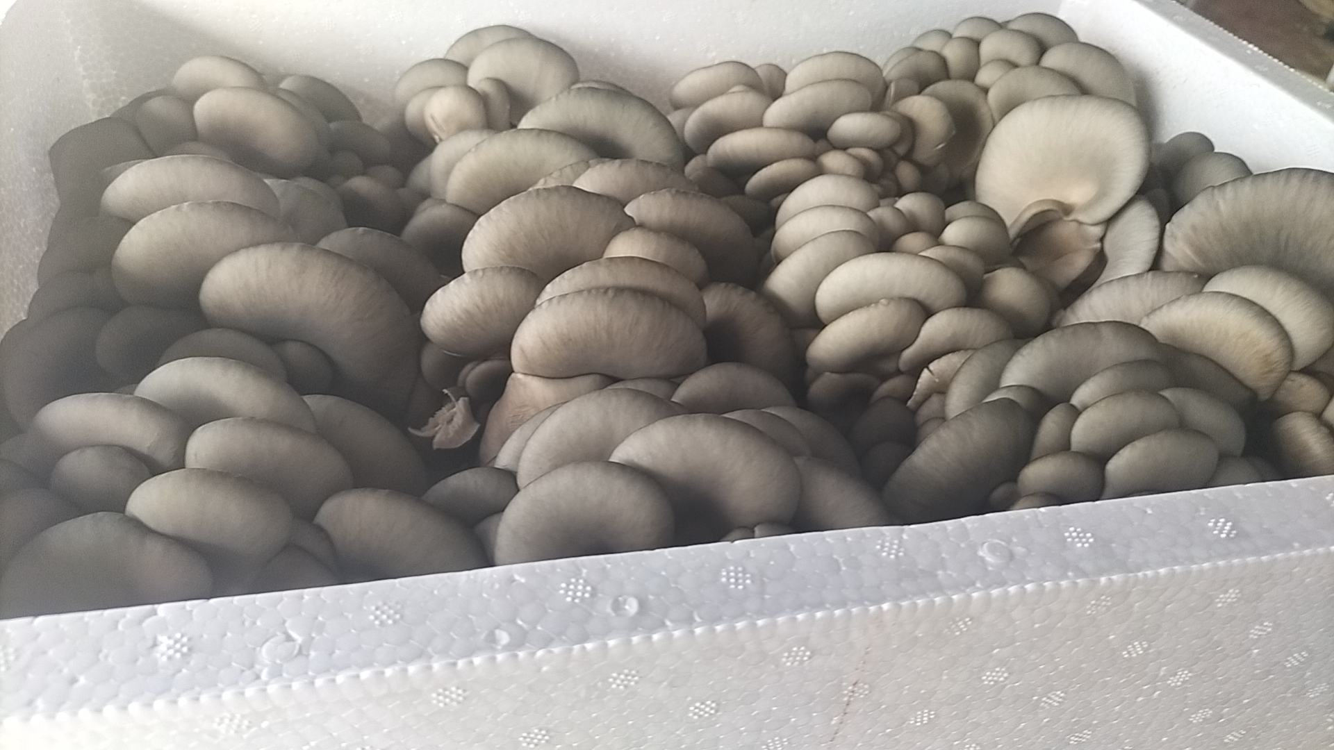 蒜香炒平菇成品图