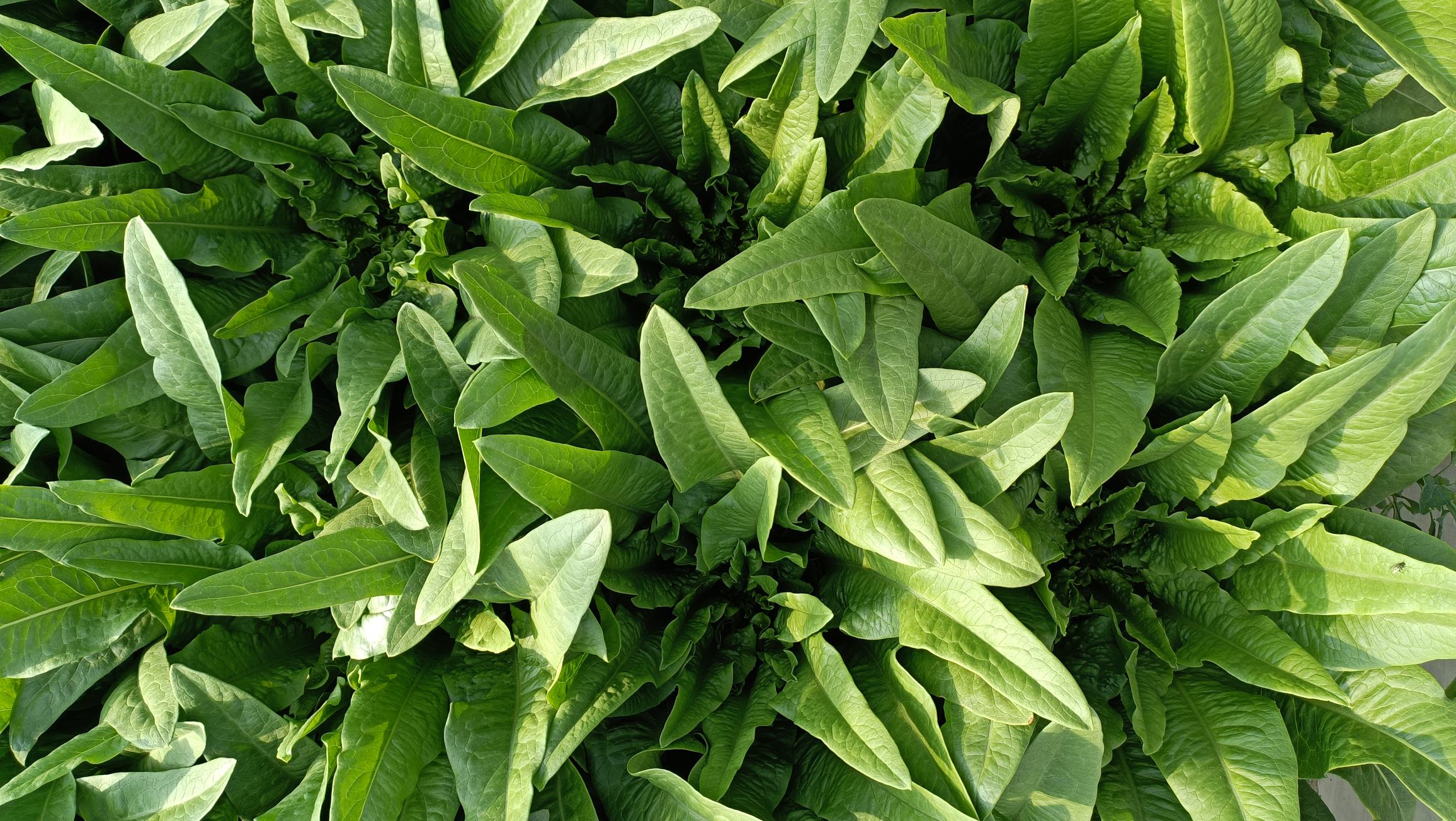 空心菜与油麦菜营养对比图