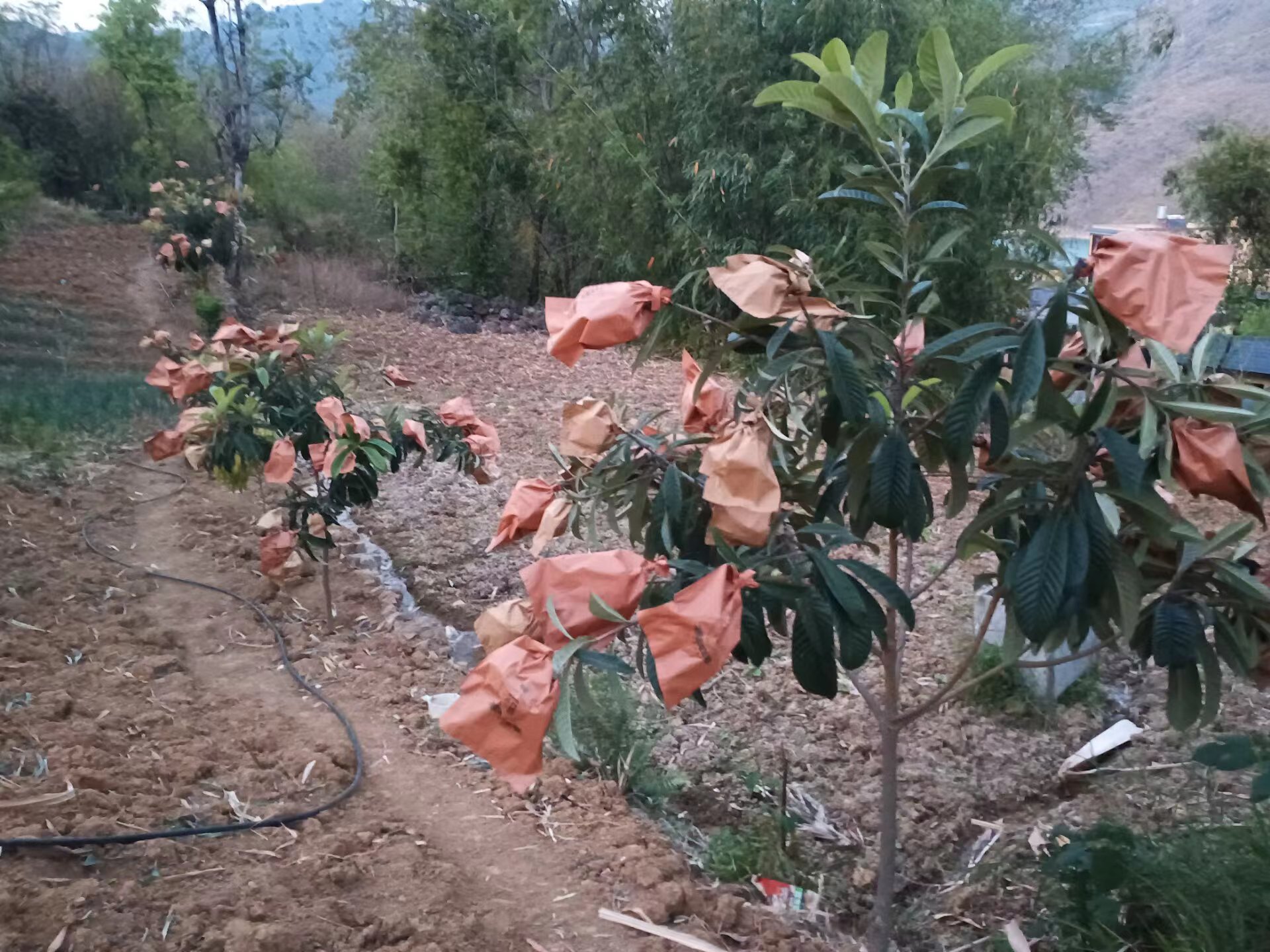 大五星枇杷树苗特写