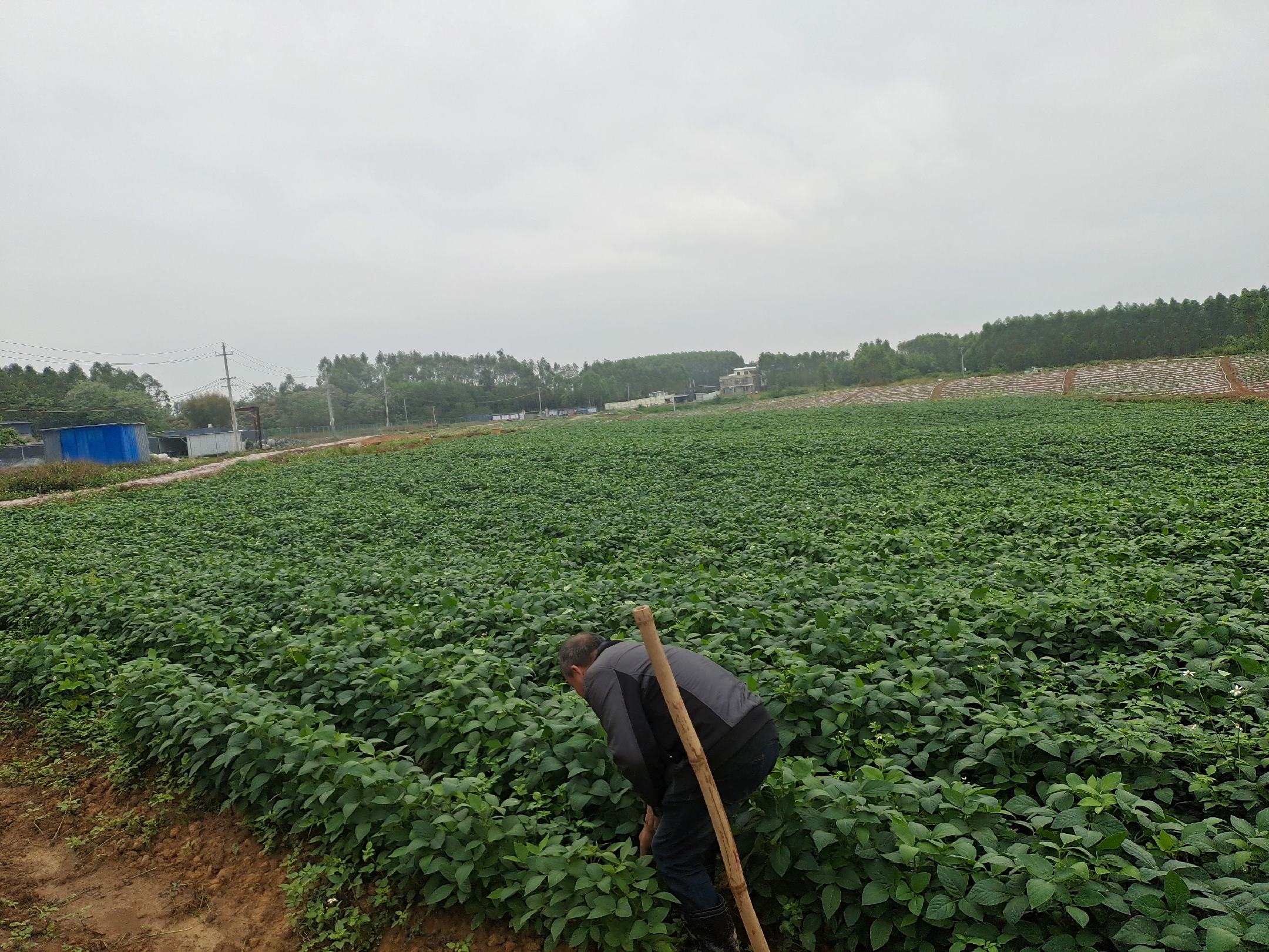 大豆田地全景