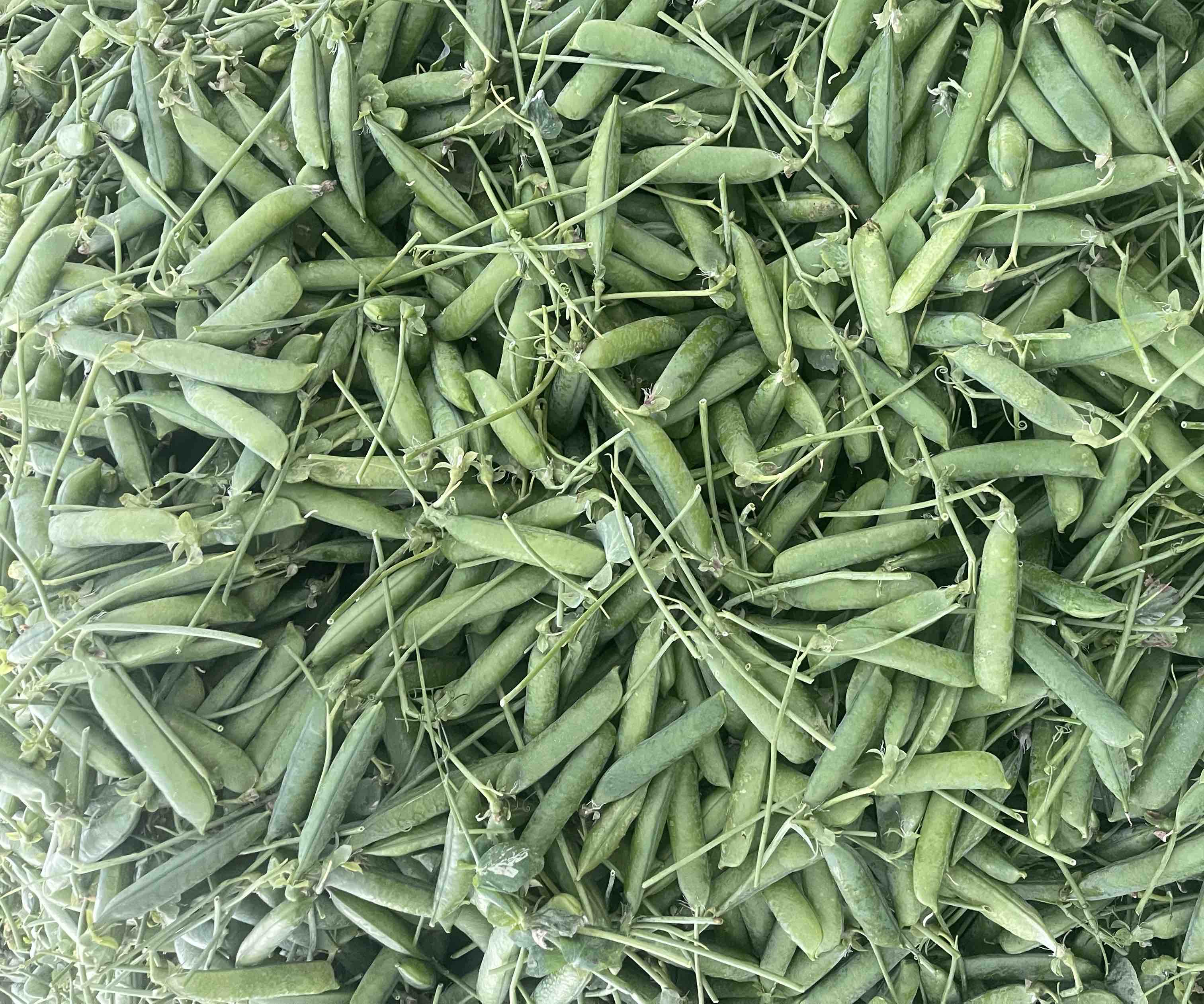 豌豆与甜豆选购指南图,展示如何挑选新鲜、饱满的豌豆与甜豆豆荚 豌豆与甜豆选购指南图