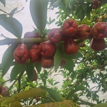 黑金刚莲雾