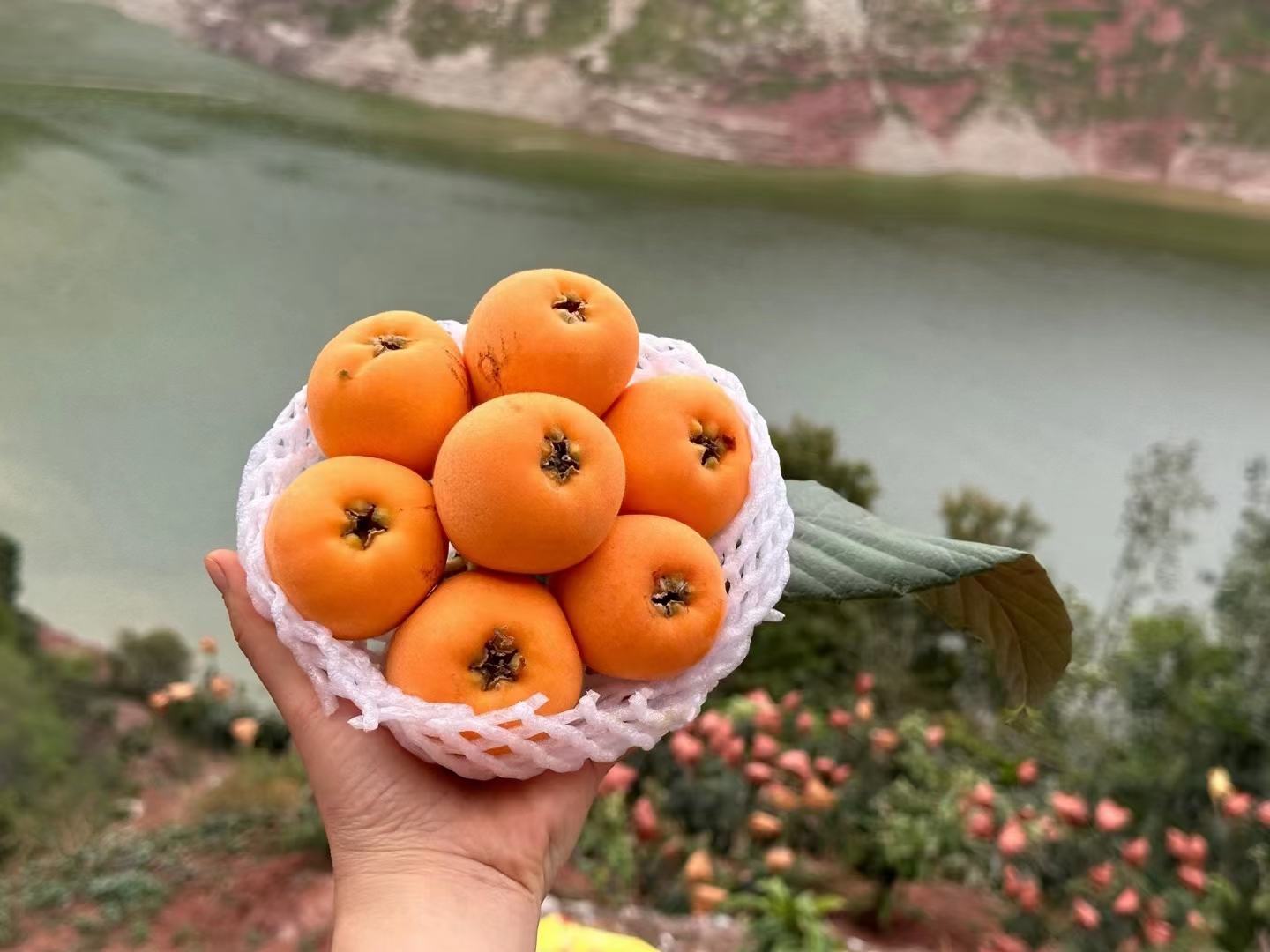 大五星枇杷果实特写,展示其果型大、果色金黄、果面光滑的特点 大五星枇杷果实特写