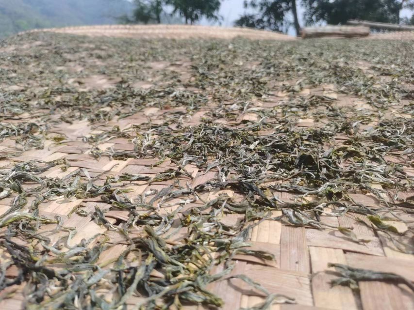 五角枫嫩叶茶制作现场