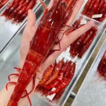 红魔虾海捕鲜活速冻日料刺身新鲜大虾红魔虾批发牡丹虾