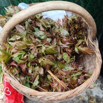 蓝田秦岭野生香椿芽