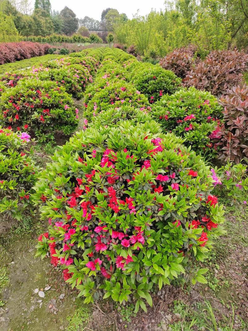 杜鹃球春鹃球毛鹃球夏鹃球各种颜色大小规格