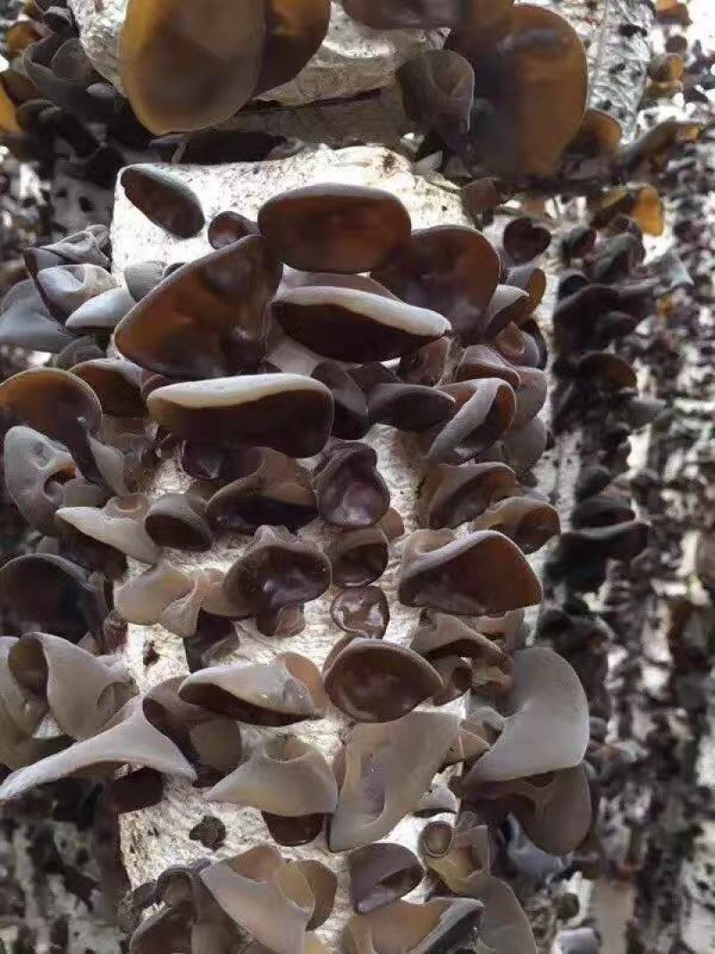 东宁黑木耳——自然风味与品质保证的双重享受