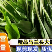 马兰头