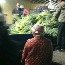 苍山蒜苔