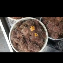 黄海胆，紫海胆，马粪胆