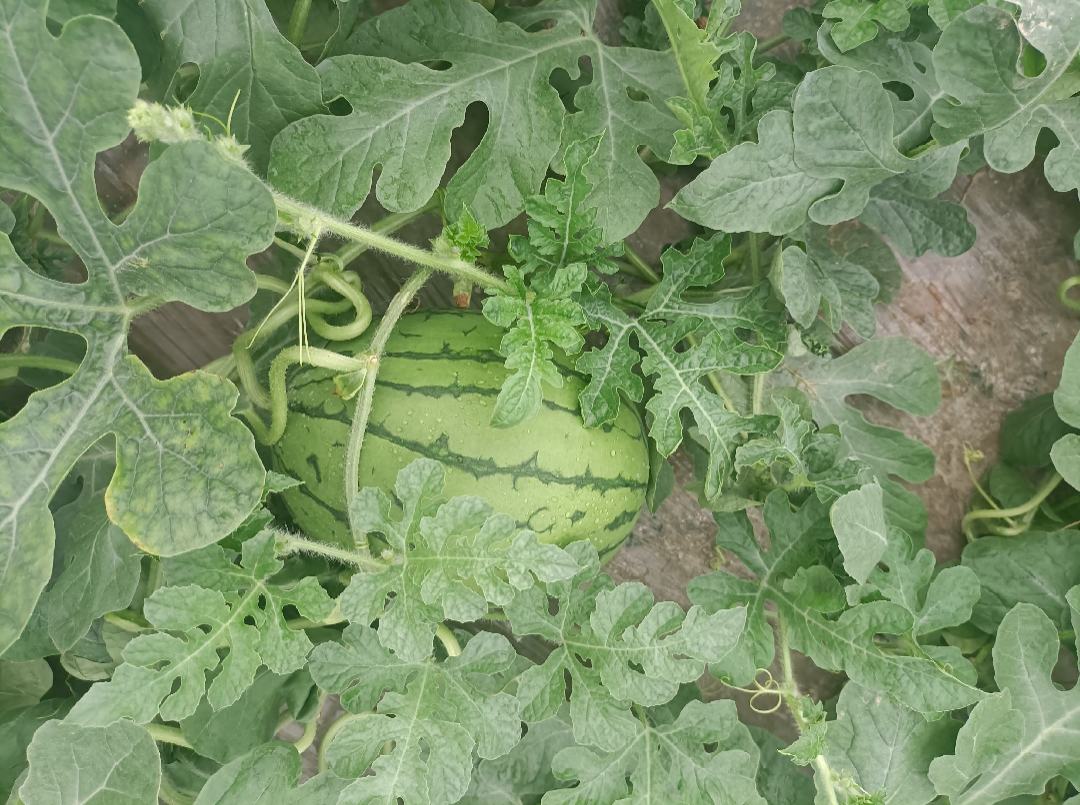 西瓜成熟判断指标示意图